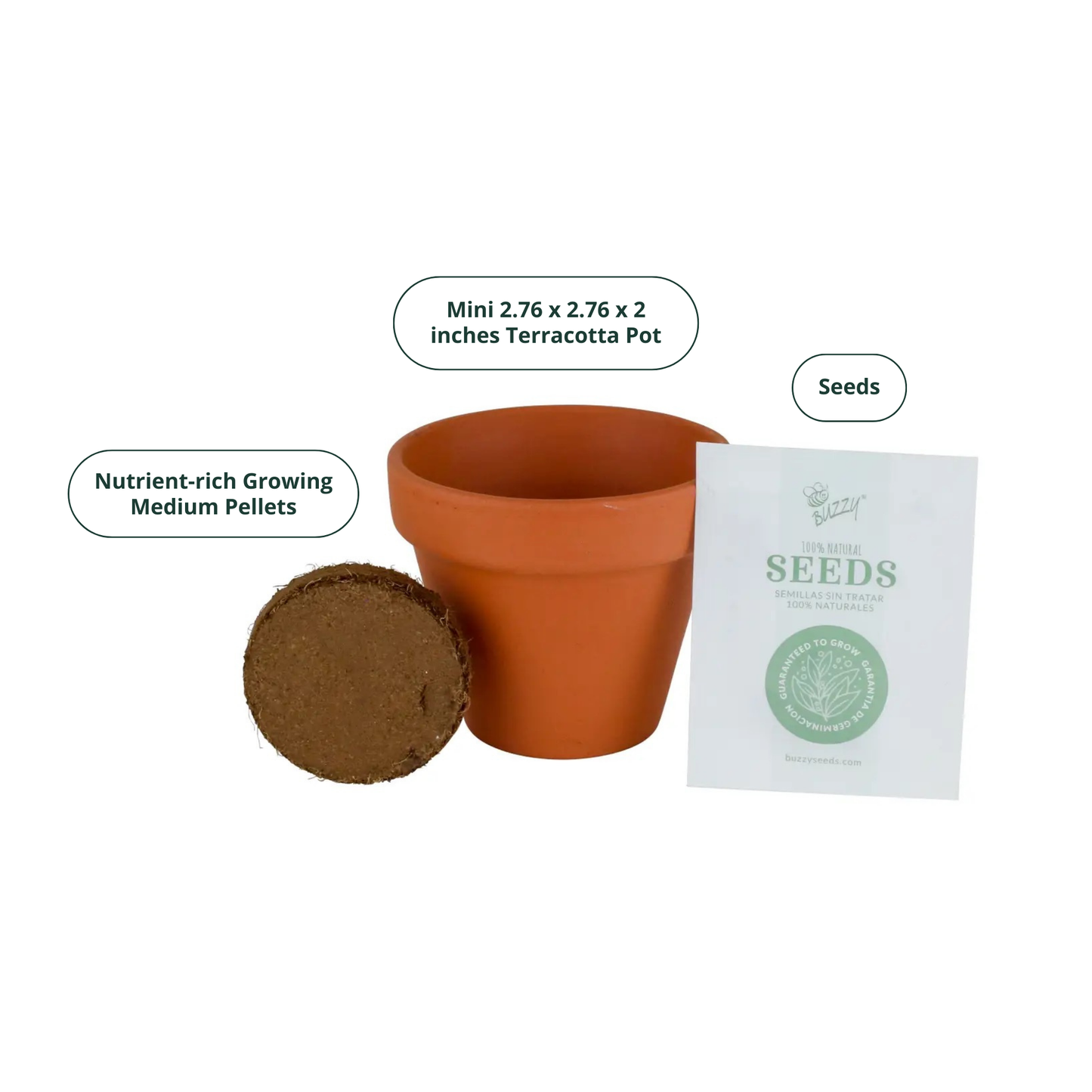 Daisy Grow Kit – Indoor Gift